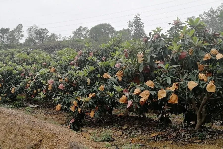 种植枇杷树的方法_枇杷树种植技术_种植树枇杷技术要求