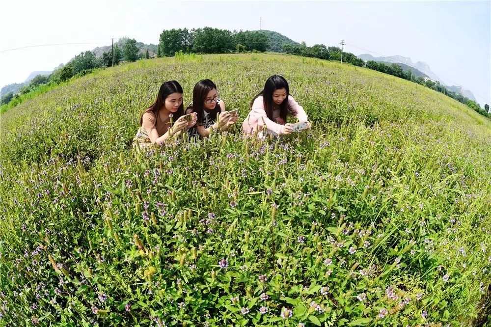 扶贫致富项目有哪些_扶贫种植有什么项目_特色种植扶贫致富