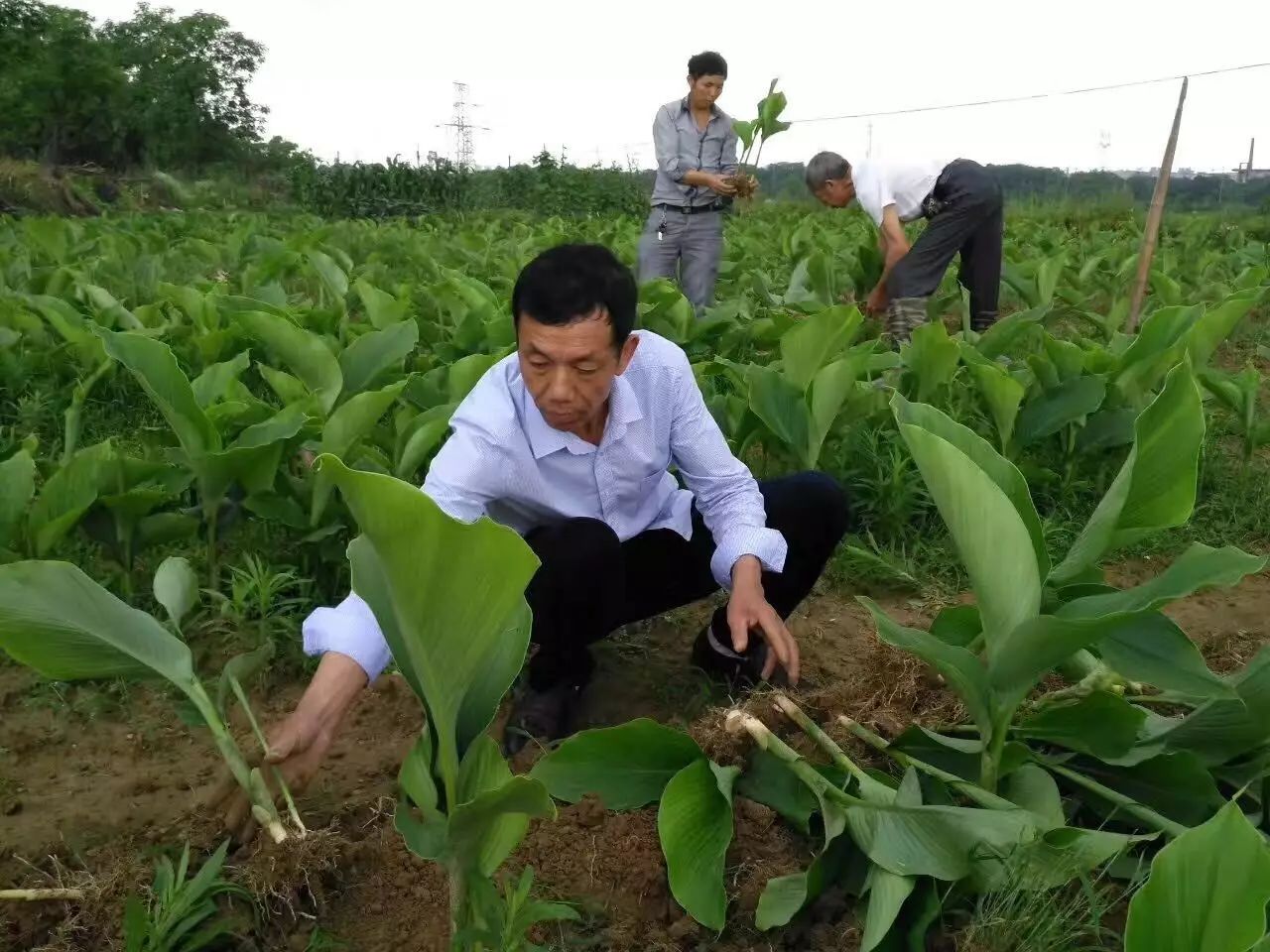 特色种植扶贫致富_扶贫种植有什么项目_扶贫致富项目有哪些