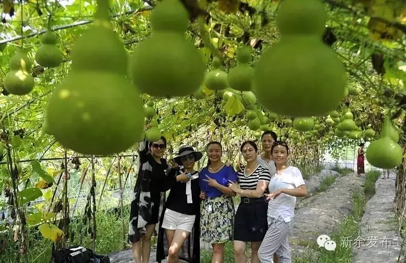 扶贫致富项目有哪些_扶贫种植有什么项目_特色种植扶贫致富