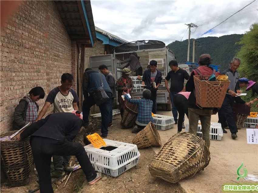 养殖黑乌鸡技术视频_黑乌鸡养殖技术_养殖黑乌鸡技术要求