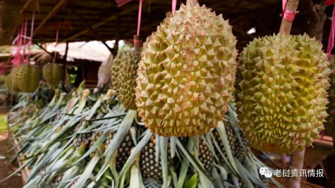 越南适合种植什么蔬菜_越南种植致富项目_越南种植业