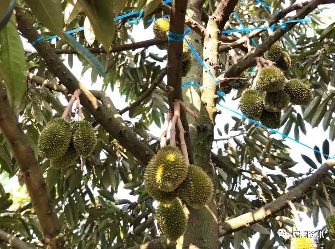 越南适合种植什么蔬菜_越南种植致富项目_越南种植业