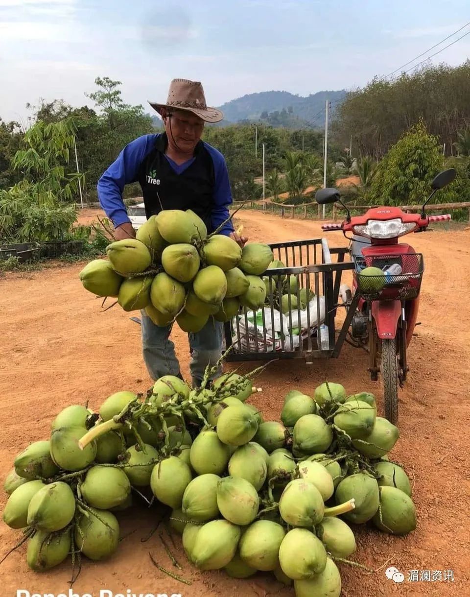 越南适合种植什么蔬菜_越南种植业_越南种植致富项目