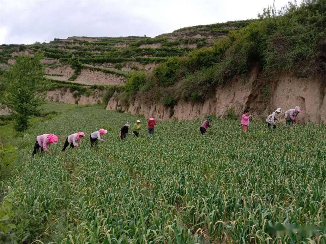 千亩大蒜为群众致富_致富经大蒜种植视频_农民致富经蒜