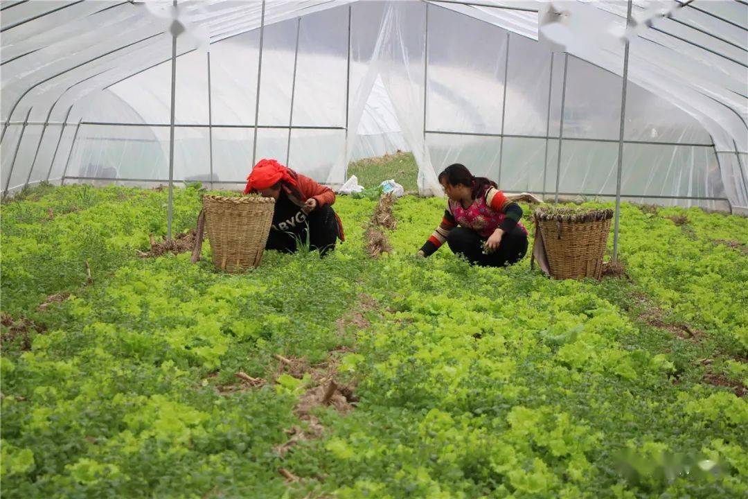 千亩大蒜为群众致富_致富经大蒜种植视频_农民致富经蒜