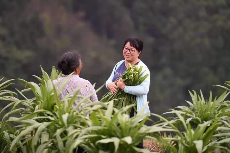 广西竹子最多在哪个县_广西种植竹子致富_广西竹子加工厂