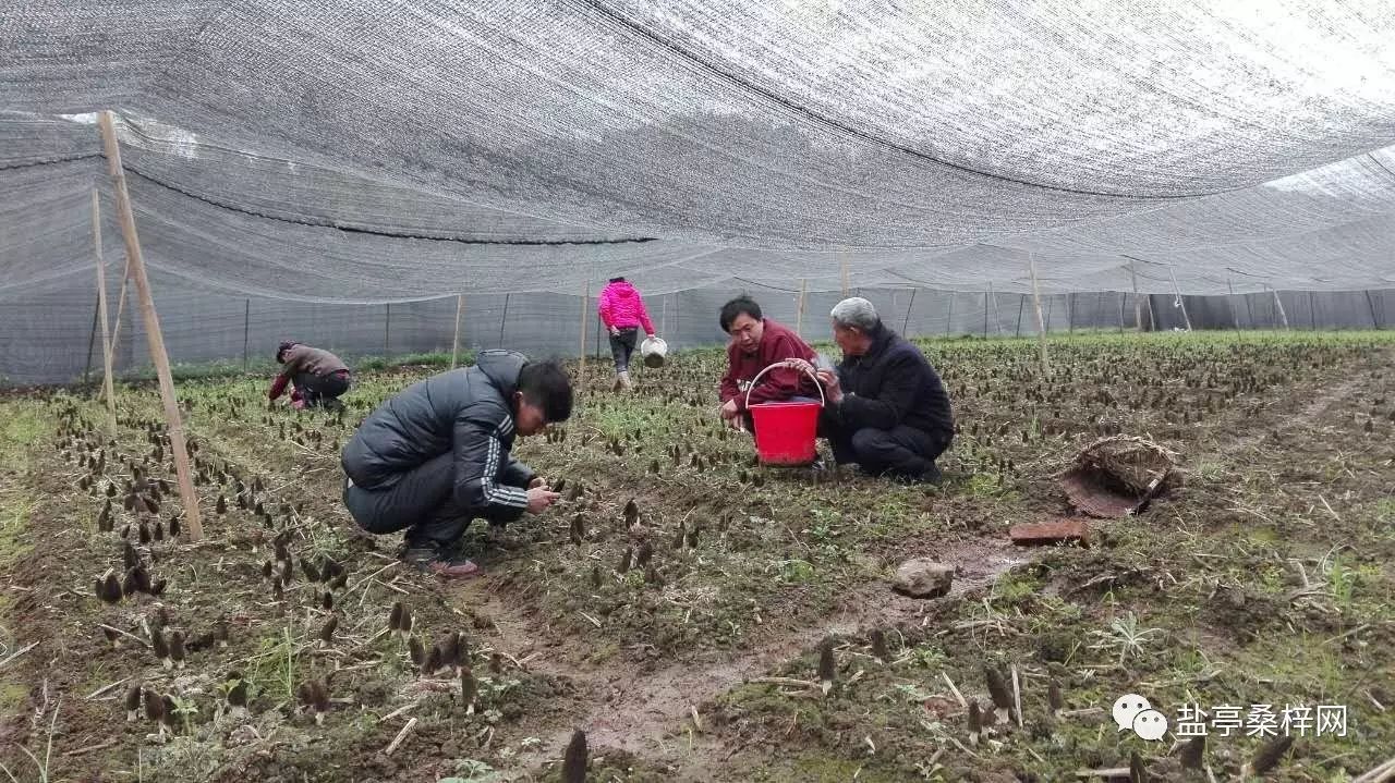 致富经菌菇种植_菌子种植致富_致富种植菌子图片