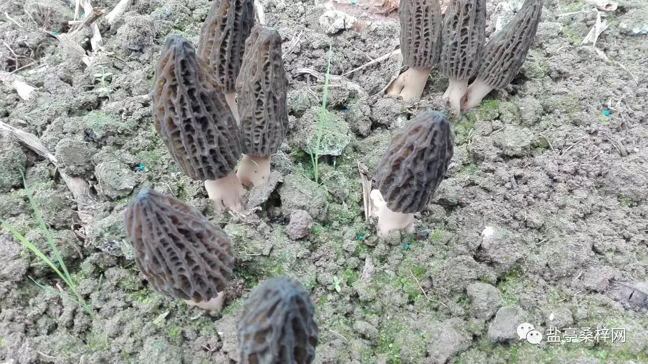 菌子种植致富_致富经菌菇种植_致富种植菌子图片