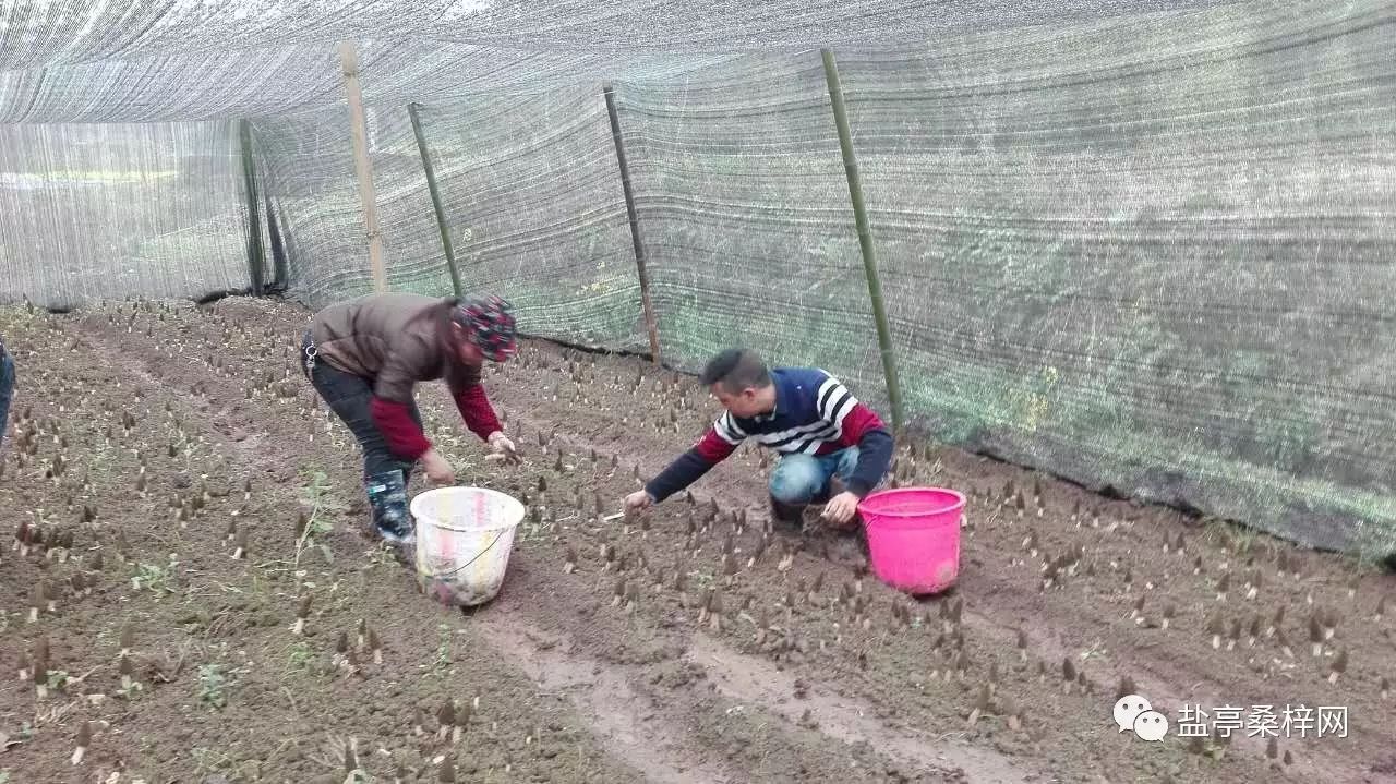 菌子种植致富_致富经菌菇种植_致富种植菌子图片