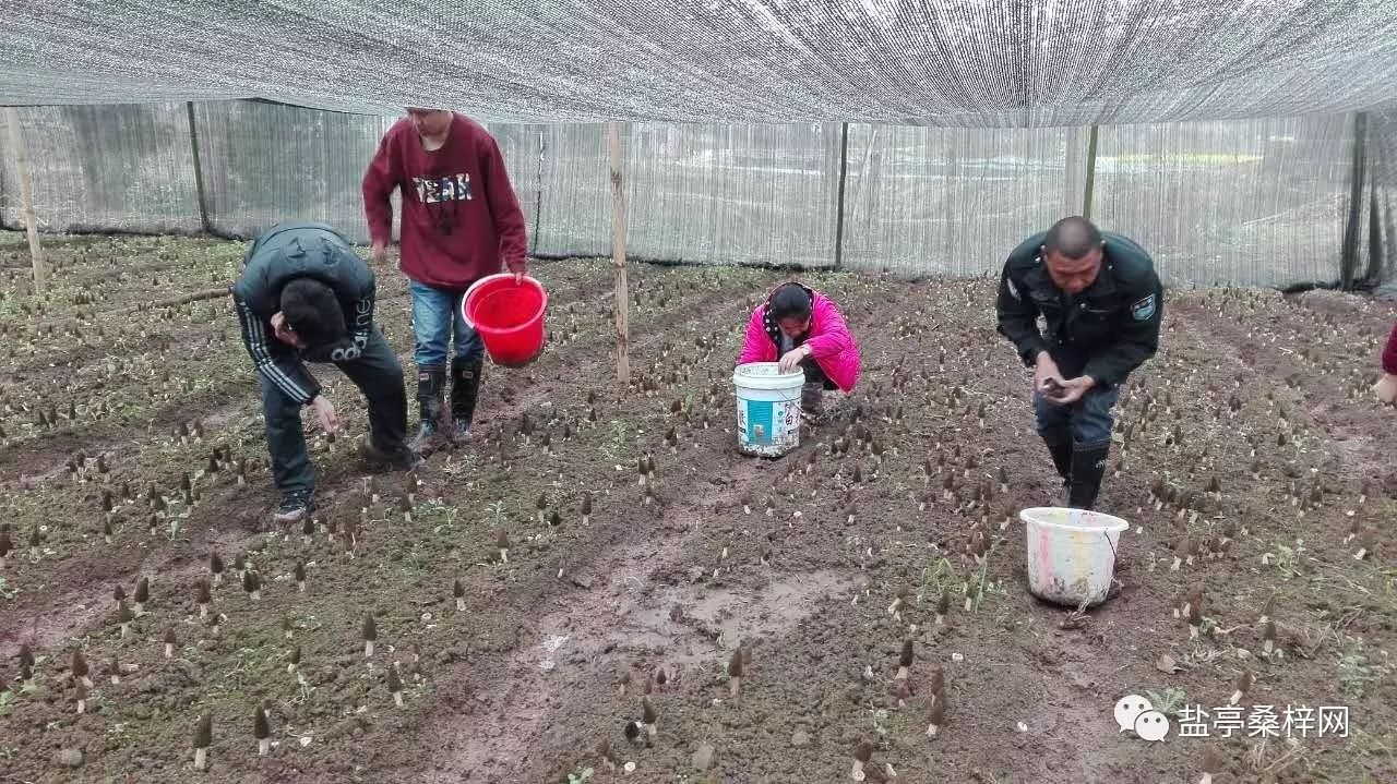 致富种植菌子图片_菌子种植致富_致富经菌菇种植