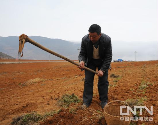 党参种植效益_种植党参的有利条件_党参种植致富