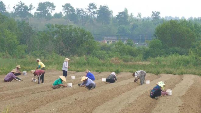 致富经蒜黄_致富经大蒜种植视频_农民致富经蒜