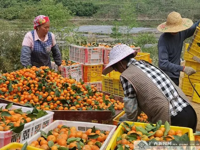 广西竹子产量_广西竹子加工厂_广西种植竹子致富