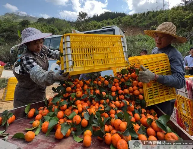 广西种植竹子致富_广西竹子加工厂_广西竹子产量