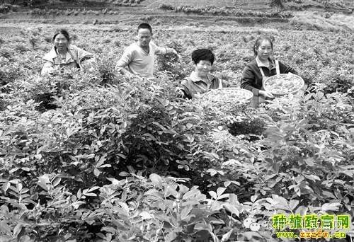 越南种植业_越南适合种植什么蔬菜_越南种植致富项目