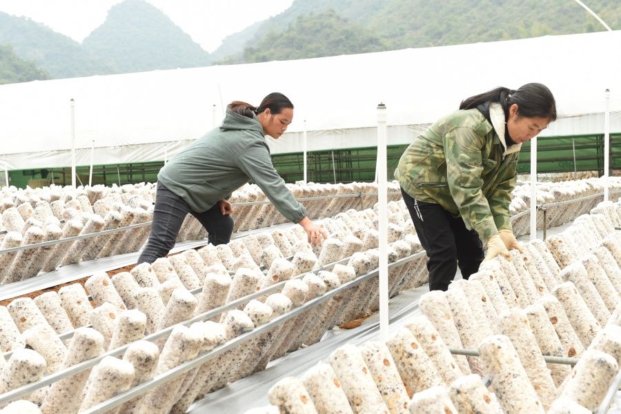 上林县：小蘑菇开出“致富花” 食用菌产业拓宽乡村振兴路