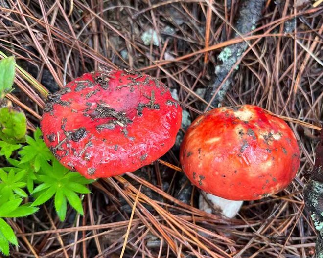 致富经种树视频_大山种出致富草_进山种植致富神器