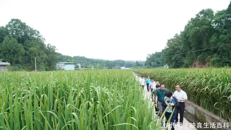 种植致富农村项目大全_种植致富新项目_永新种植致富故事