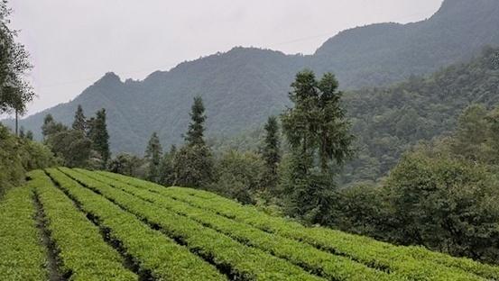 致富经深山养蜂人视频_深山老林养蜂致富经_深山老林养蜜蜂