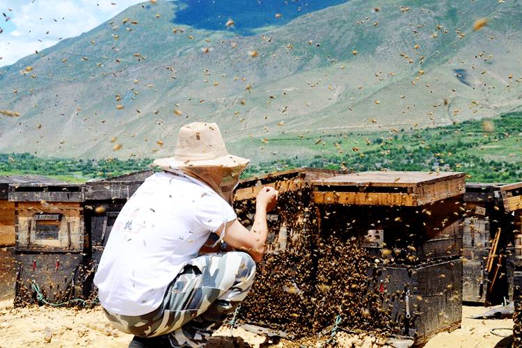 致富经深山养蜂人视频_深山老林养蜂致富经_山里采访养蜂大叔