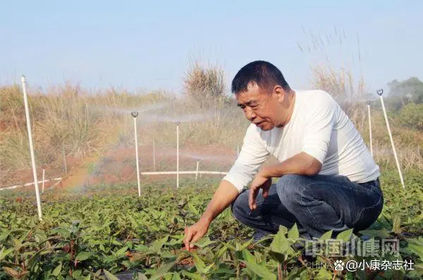 人参种植致富视频_种植人参视频教程_人参种植技术视频播放