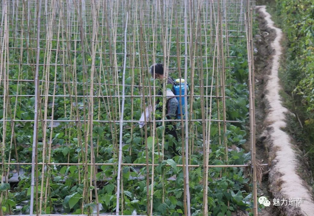 种植人参视频教程_人参种植技术视频播放_人参种植致富视频