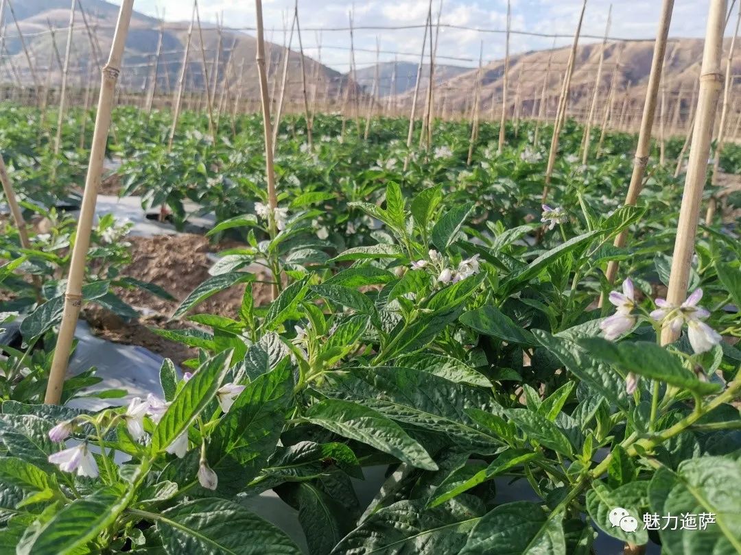 种植人参视频教程_人参种植致富视频_人参种植技术视频播放