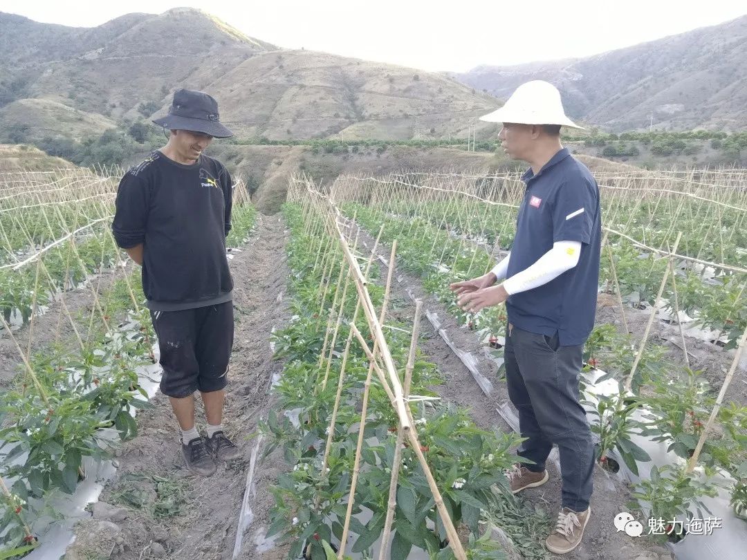 种植人参视频教程_人参种植技术视频播放_人参种植致富视频