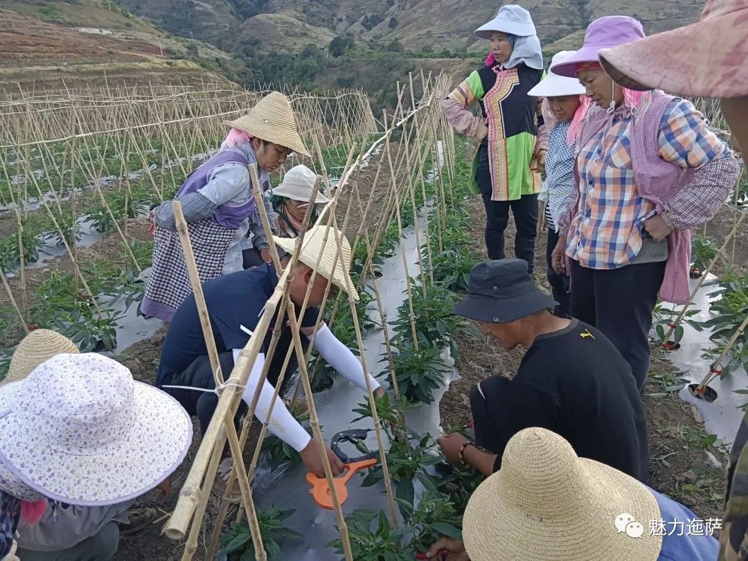 种植人参视频教程_人参种植技术视频播放_人参种植致富视频