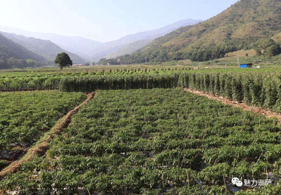 人参种植技术视频播放_人参种植致富视频_种植人参视频教程