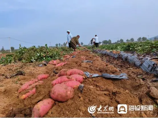 展功成红薯致富经_致富经红薯叶致富视频_红薯致富经致富经视频