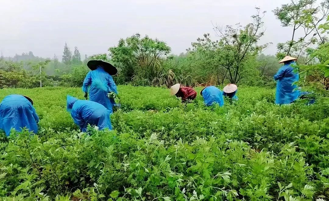 艾叶种植致富吗_致富种植艾叶怎么样_种艾叶赚钱吗