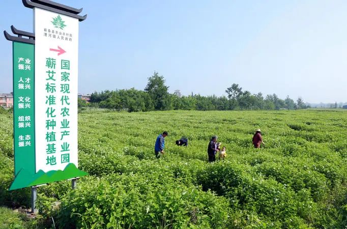 种艾叶赚钱吗_艾叶种植致富吗_致富种植艾叶怎么样