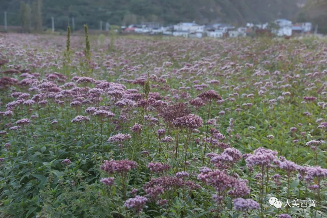 种植佩兰致富吗_致富种植佩兰好吗_佩兰种植经济效益