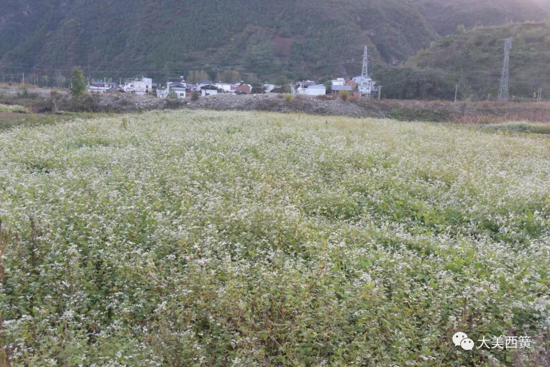 致富种植佩兰好吗_种植佩兰致富吗_佩兰种植经济效益