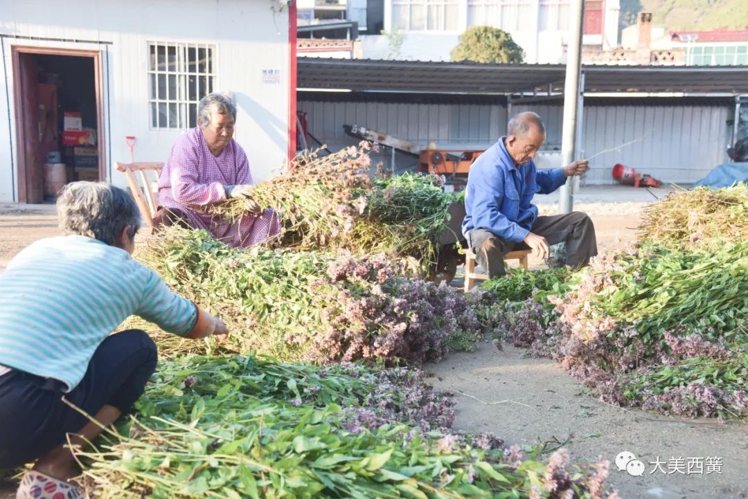 佩兰种植经济效益_致富种植佩兰好吗_种植佩兰致富吗