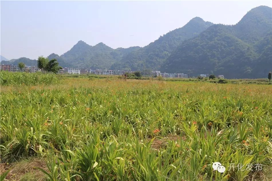 佩兰种植经济效益_种植佩兰致富吗_佩兰种植效益