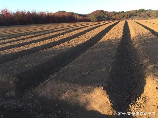 种植人参视频教程_种植人参赚钱吗_人参种植致富视频