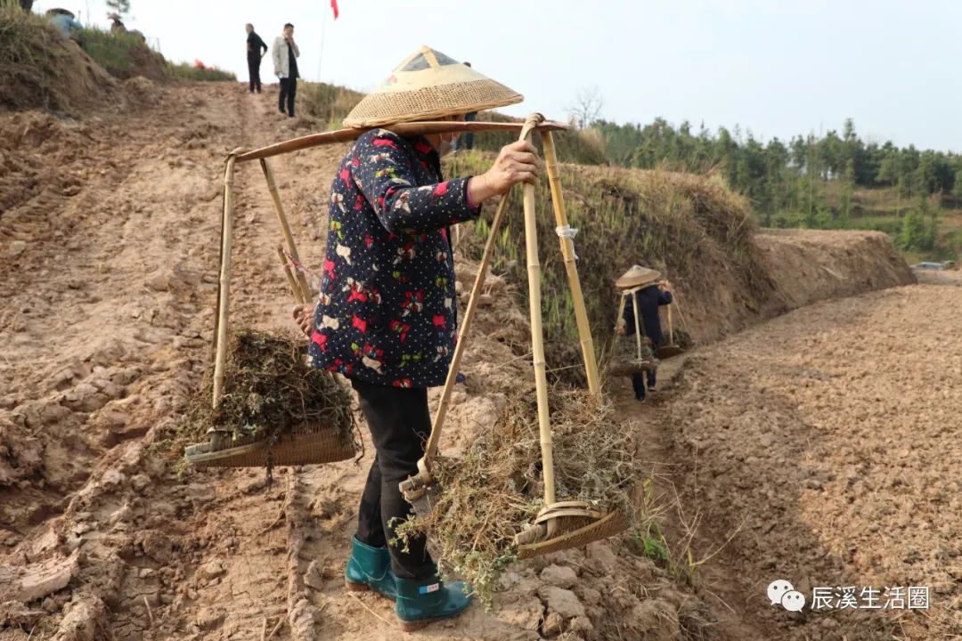 艾叶种植效益_致富种植艾叶怎么样_艾叶种植致富吗