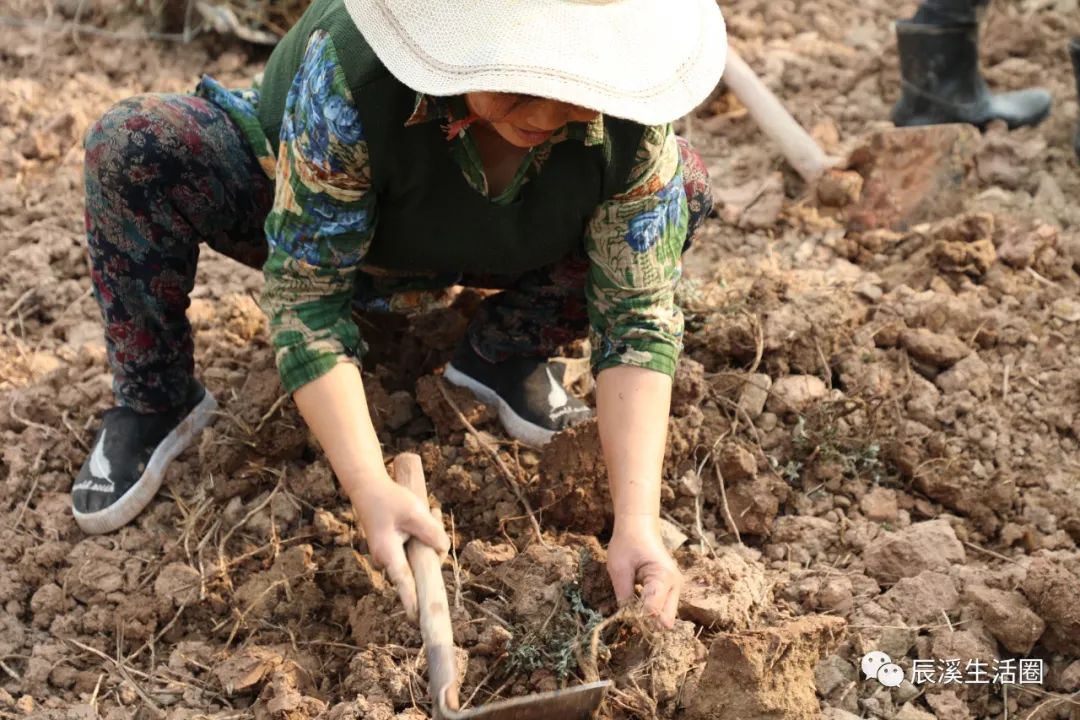 艾叶种植效益_致富种植艾叶怎么样_艾叶种植致富吗