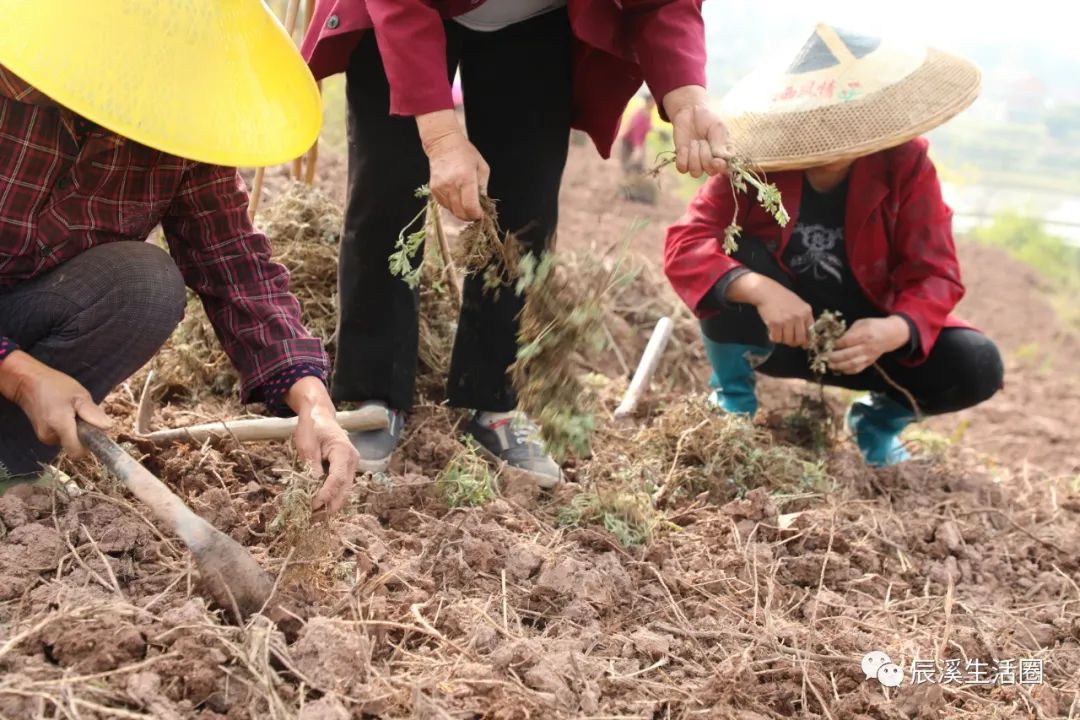 艾叶种植效益_致富种植艾叶怎么样_艾叶种植致富吗