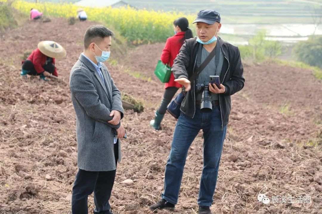 艾叶种植效益_致富种植艾叶怎么样_艾叶种植致富吗