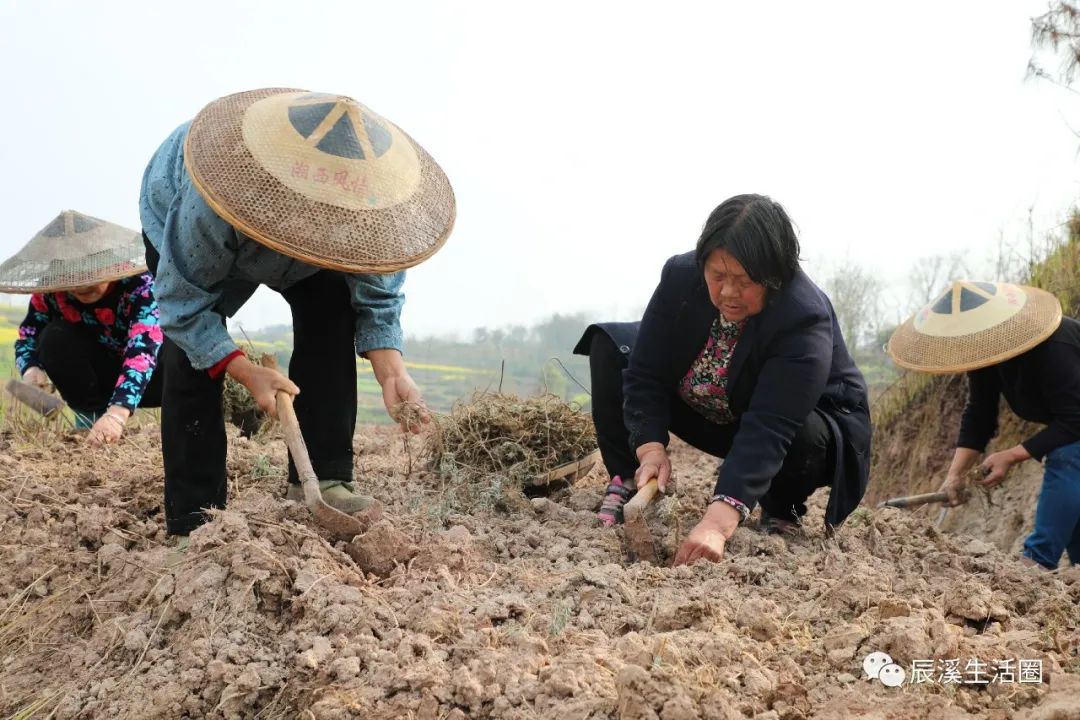 致富种植艾叶怎么样_艾叶种植效益_艾叶种植致富吗