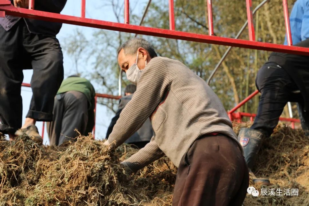 致富种植艾叶怎么样_艾叶种植效益_艾叶种植致富吗