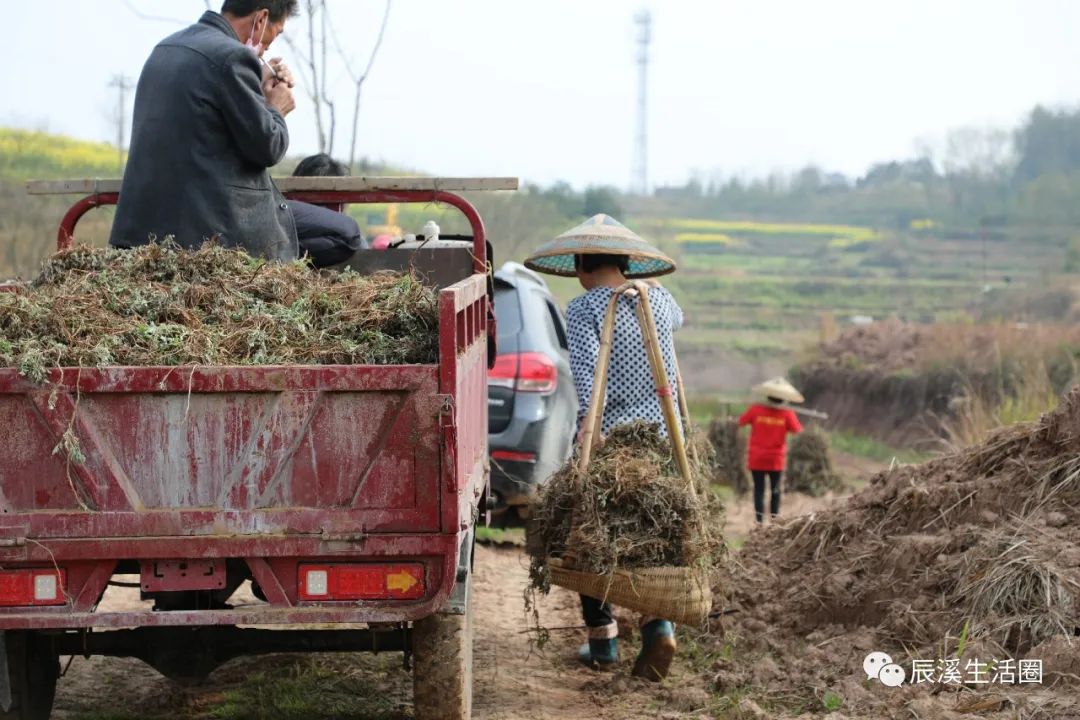 艾叶种植致富吗_致富种植艾叶怎么样_艾叶种植效益