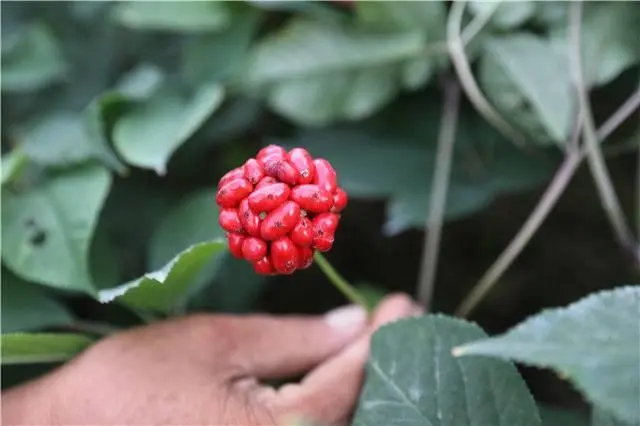 人参种植技术视频播放_人参种植致富视频_人参种植技术视频