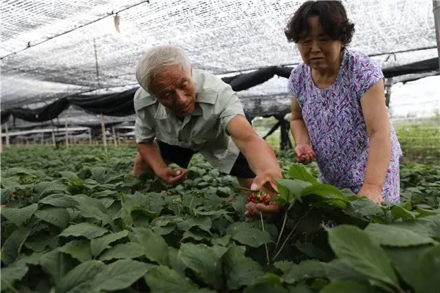 人参种植技术视频播放_人参种植致富视频_人参种植技术视频