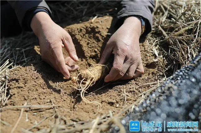 人参种植技术视频播放_人参种植技术视频_人参种植致富视频