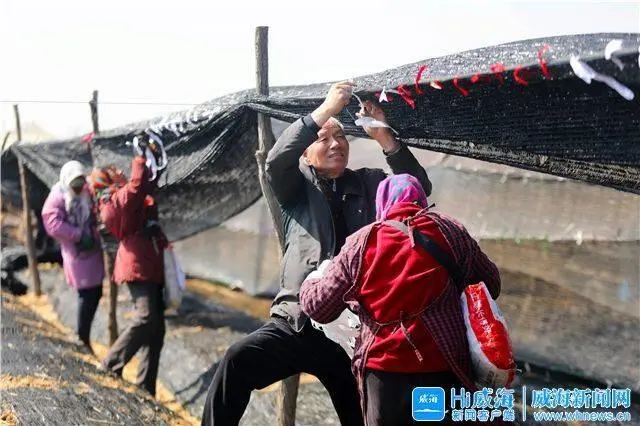 人参种植致富视频_人参种植技术视频_人参种植技术视频播放